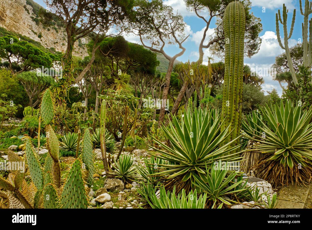 Jardin botanique de colonie de la Couronne de Gibraltar Banque D'Images