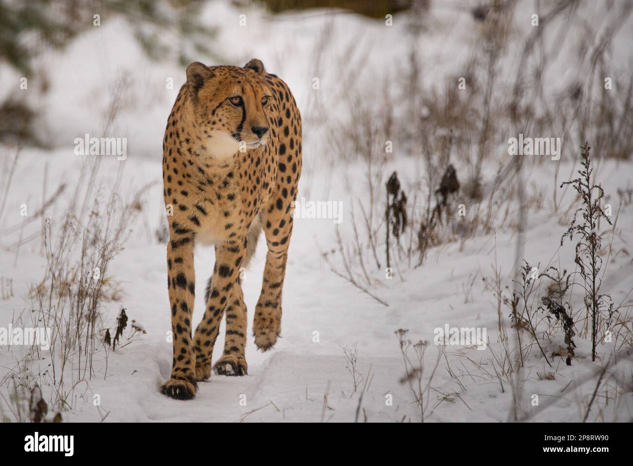 Cheetah dans l'herbe Banque D'Images