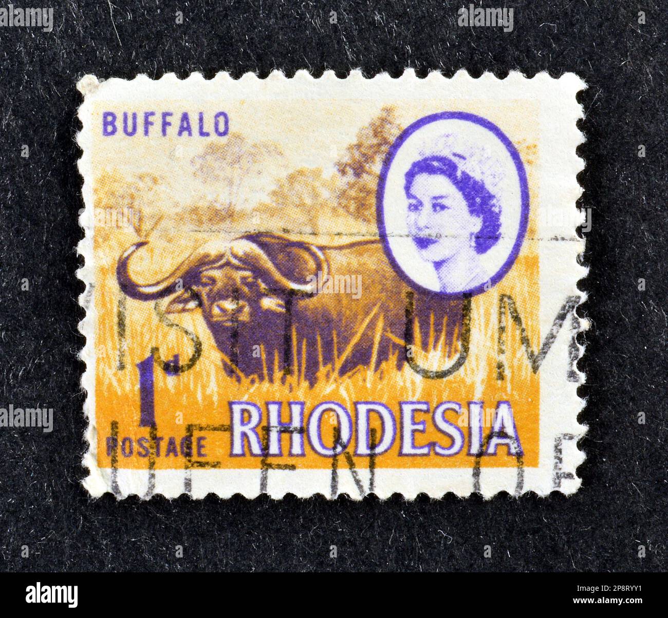 Timbre-poste annulé imprimé par la Rhodésie, qui montre le buffle africain et le portrait de la reine Elizabeth II, vers 1966. Banque D'Images