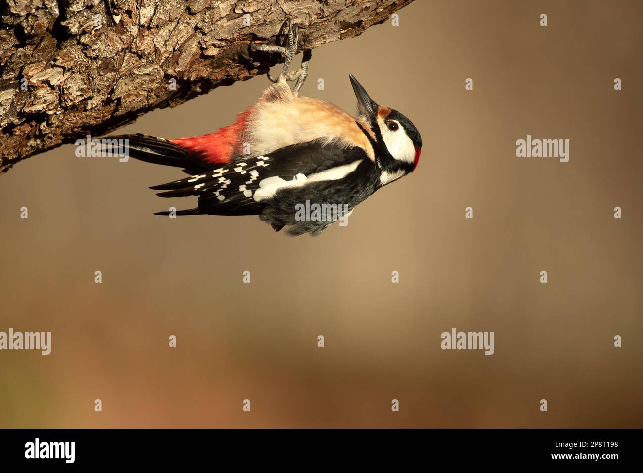 Grand pic à pois par une journée très froide avec la première lumière du jour dans une forêt de chênes Banque D'Images