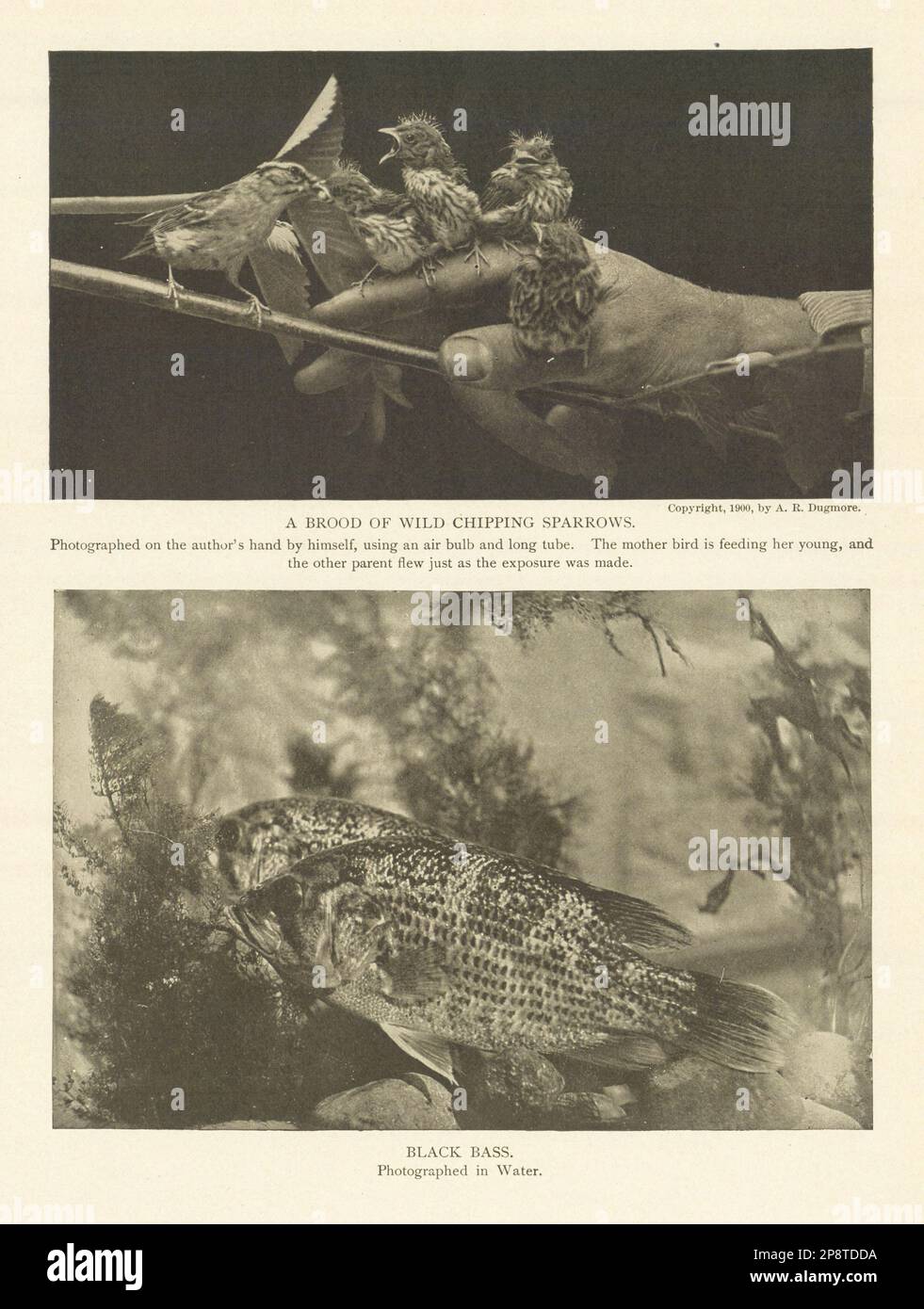 UNE COUVÉE DE MOINEAUX SAUVAGES. BASSES NOIRES. Oiseaux poisson 1907 vieux imprimé Banque D'Images