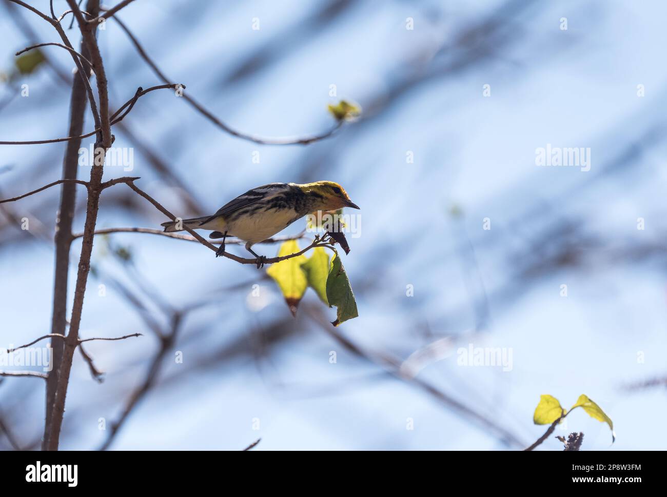 Recherche de Paruline verte à gorge noire (Setophaga virens) au Mexique Banque D'Images