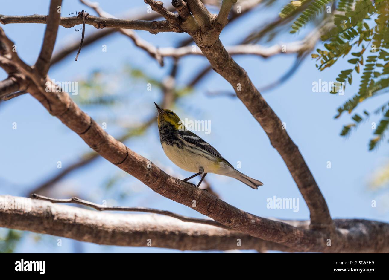 Recherche de Paruline verte à gorge noire (Setophaga virens) au Mexique Banque D'Images
