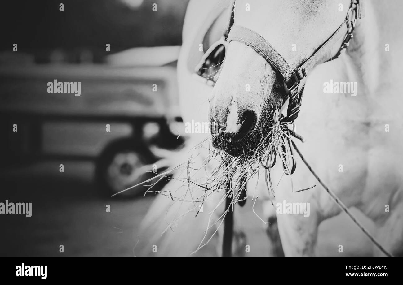 Image en noir et blanc d'un cheval sur une ferme mangeant du foin. Agriculture et élevage. Soins pour chevaux. Banque D'Images