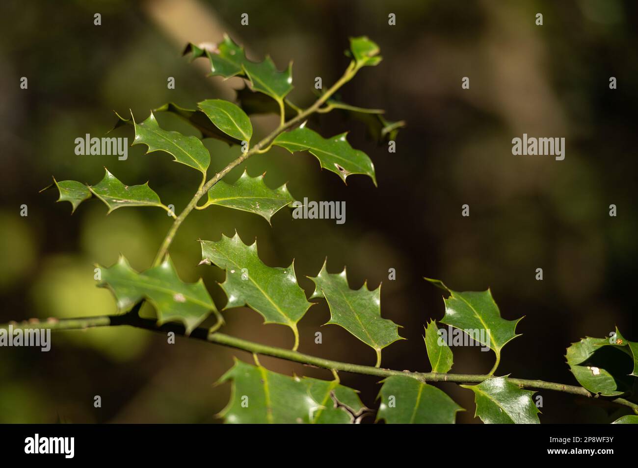 Plante Banque D'Images