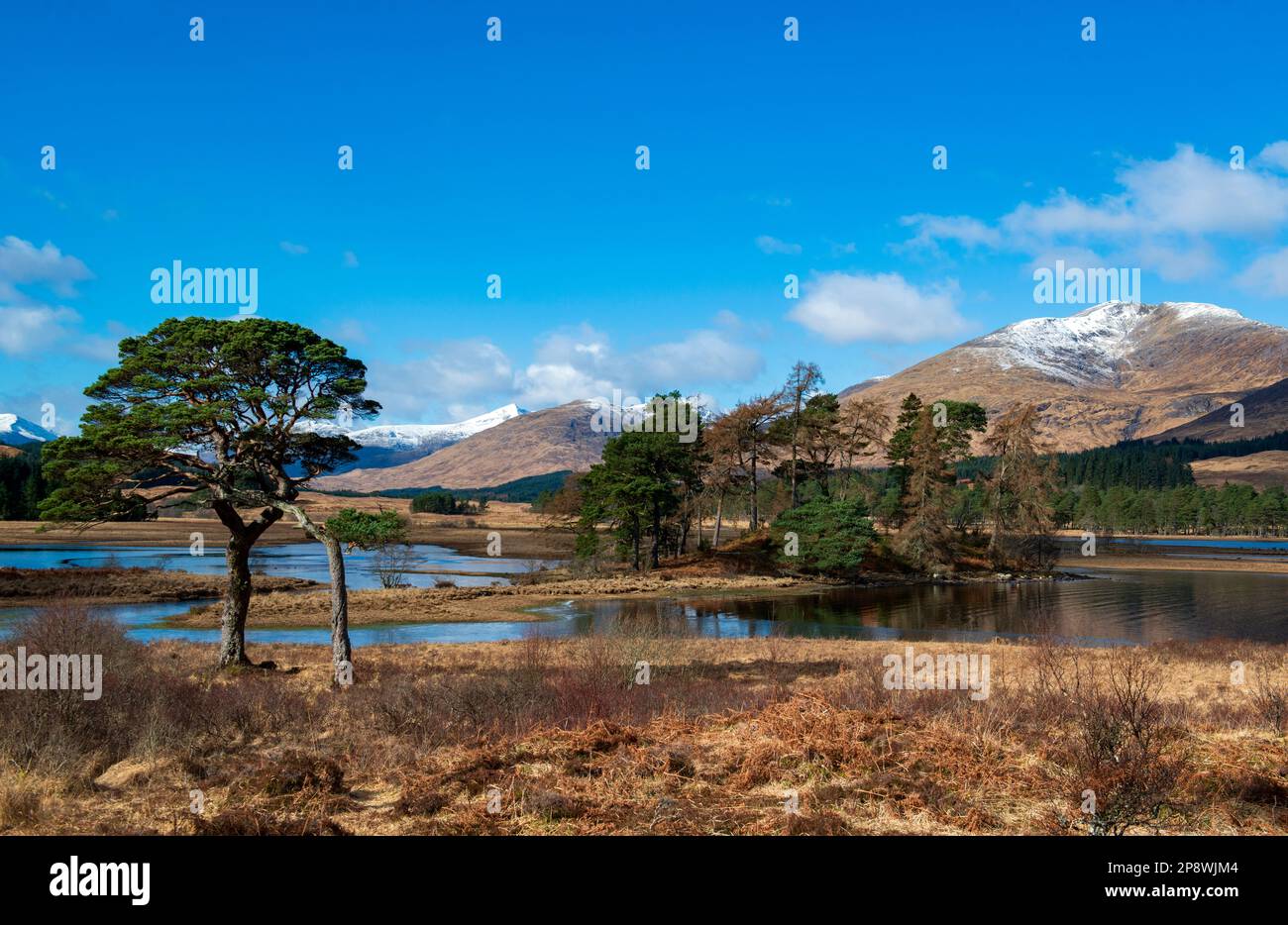 Scots pins sur les rives du Loch Tulla. Près du pont d'Orchy et de Glen COE en Écosse, il se trouve au nord-est de l'hôtel Inveroran. Banque D'Images