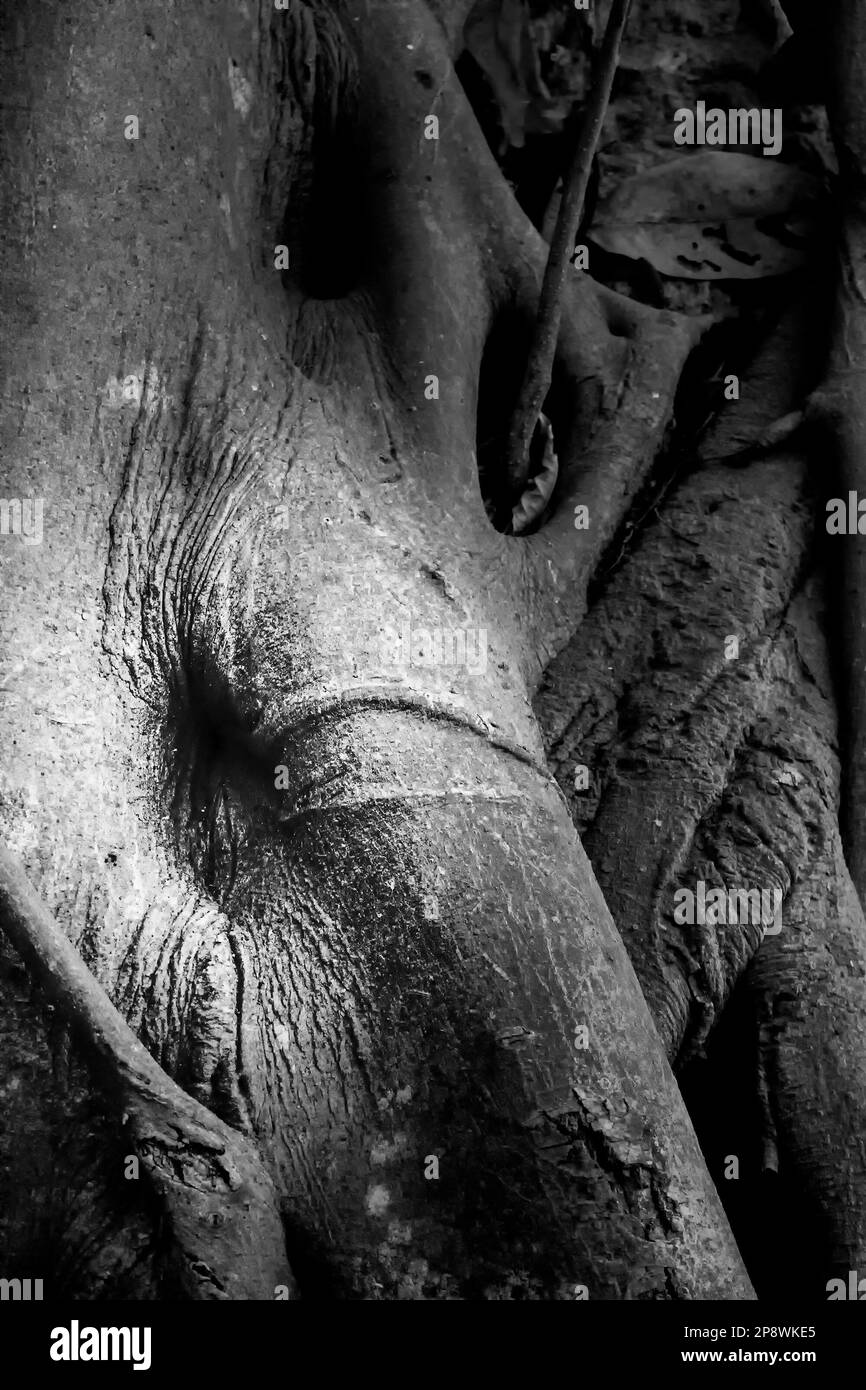 Image noir et blanc monochrome de la nature de l'ancien tronc d'arbre avec texture et caractère. Howrah, Bengale-Occidental, Inde. Banque D'Images