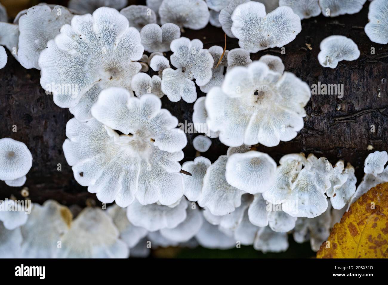 Champignons blancs sur une branche morte à l'intérieur de la forêt Banque D'Images