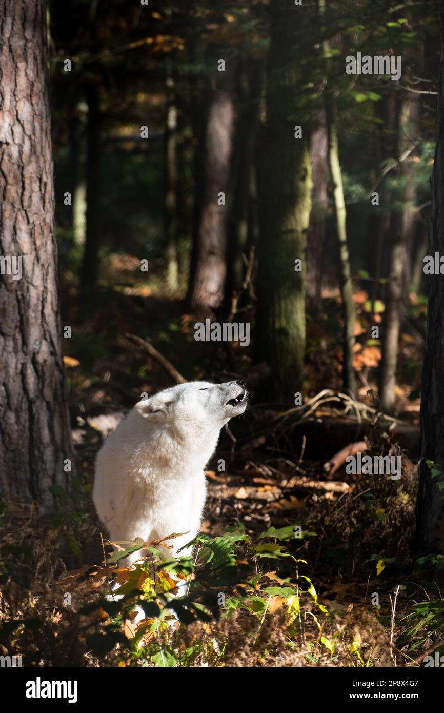 Le loup blanc hurle dans les bois Banque D'Images