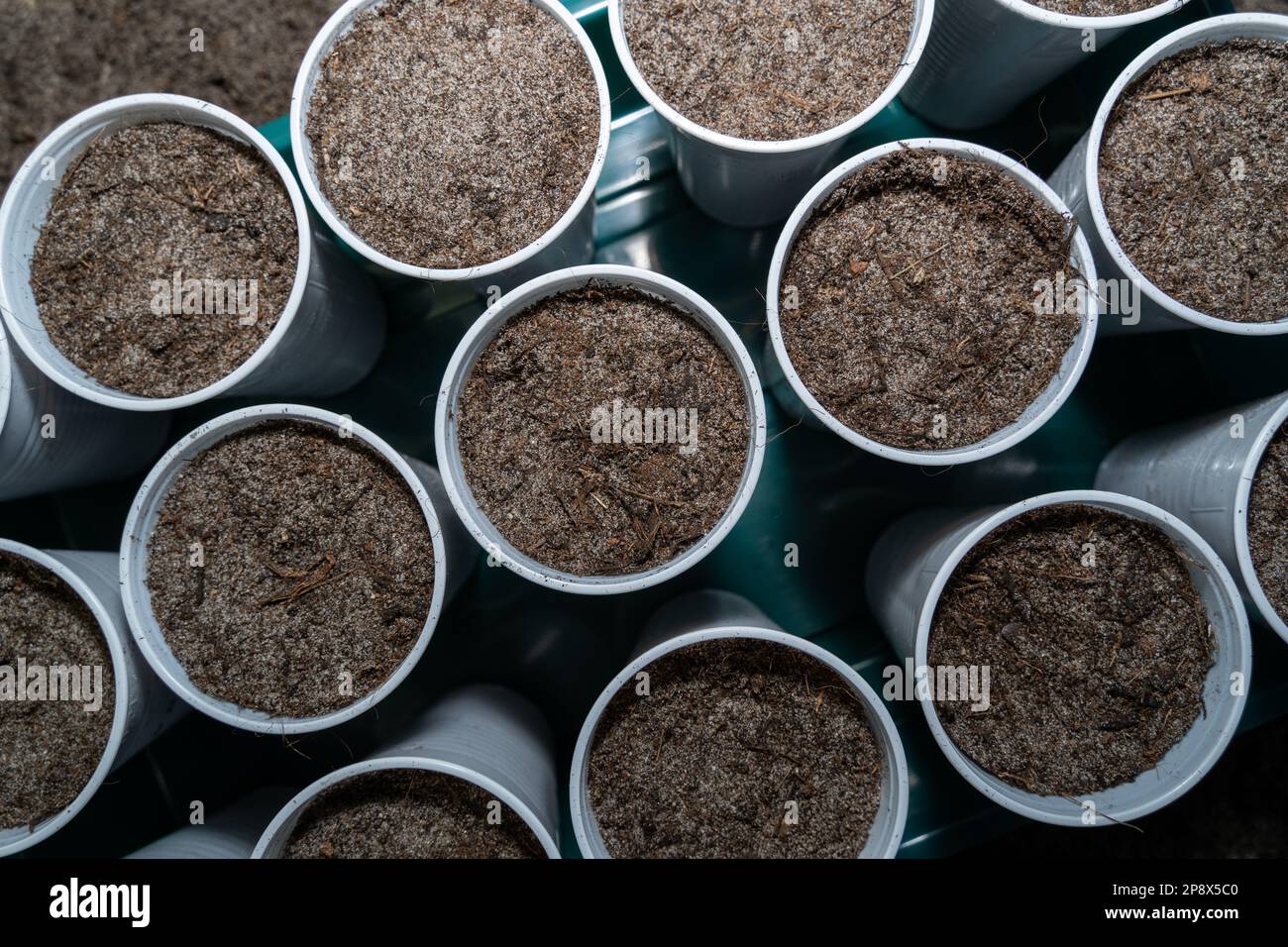 Tasses semées de légumes au printemps Banque D'Images