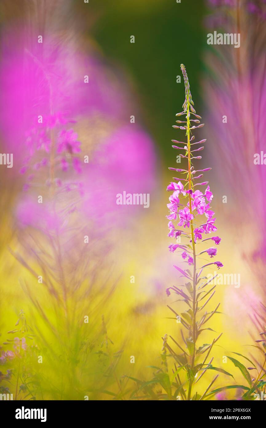Fleurs de Fireweed dans le champ. Faible profondeur de champ. Banque D'Images