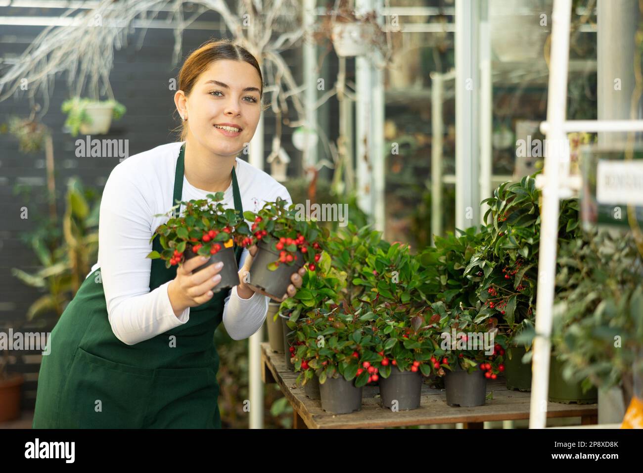 Femme vendeur tenant le vert d'hiver dans la boutique de fleurs Banque D'Images