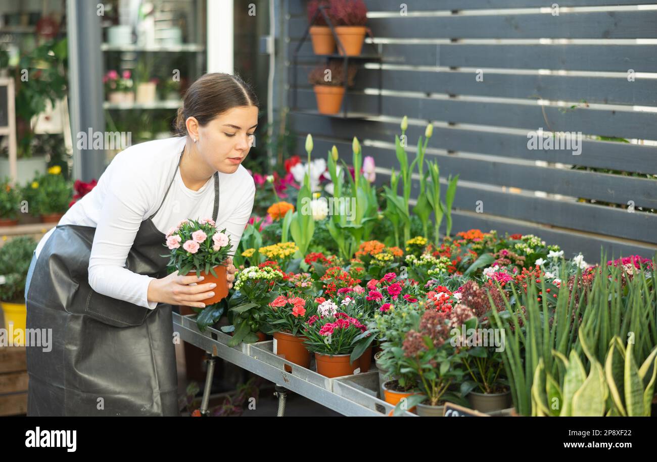 Femme vendeur tenant la carnation de jardin dans la boutique de fleurs Banque D'Images