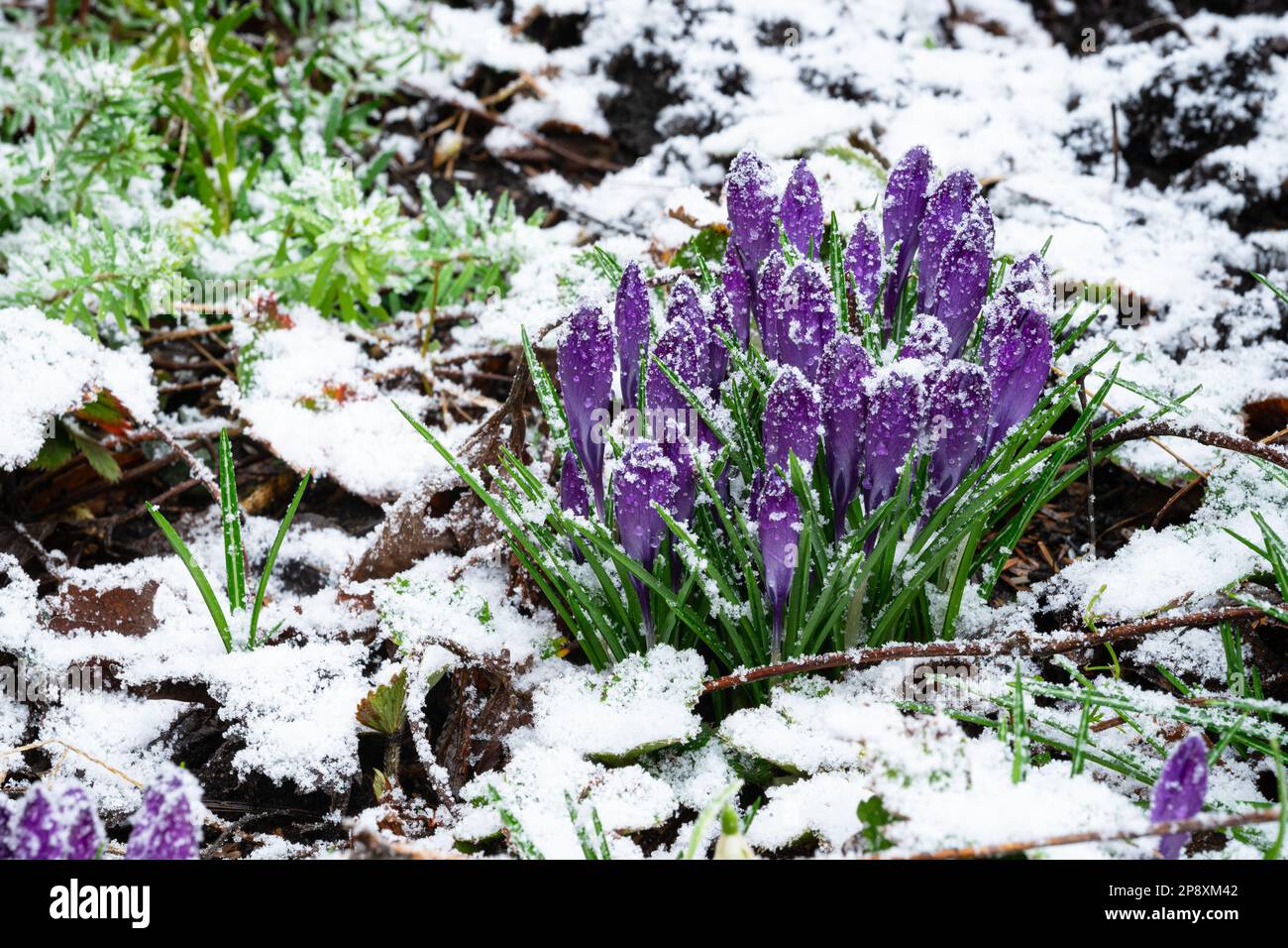 Fleurs de crocus de couleur violette dans la neige Banque D'Images