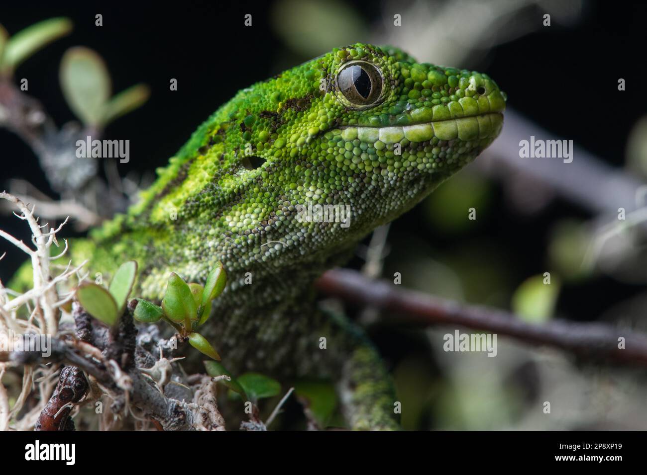 Un gros plan du gecko rugueux (Naulinus rudis) en voie de disparition, un lézard vert endémique de la région de Canterbury, à Aotearoa, en Nouvelle-Zélande. Banque D'Images