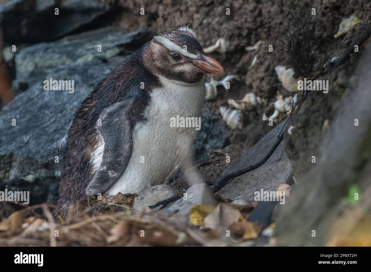 Le pingouin à crête du Fiordland, Eudyptes pachyrhynchus, un oiseau endémique d'Aobroa de l'île Stewart en Nouvelle-Zélande. Banque D'Images