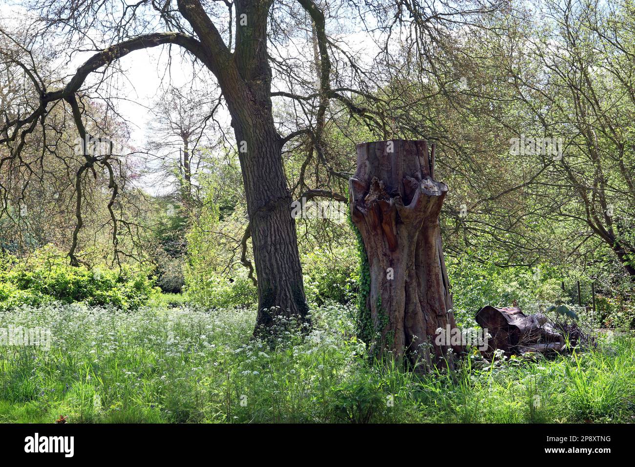 Le jardinier a laissé une grande souche d'arbre comme habitat de la faune et des insectes pour favoriser la biodiversité et la conservation de la nature. Jardin anglais, mai Banque D'Images