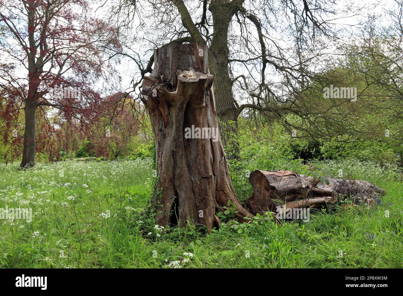 Le jardinier a laissé une grande souche d'arbre comme habitat de la faune et des insectes pour favoriser la biodiversité et la conservation de la nature. Jardin anglais, mai Banque D'Images