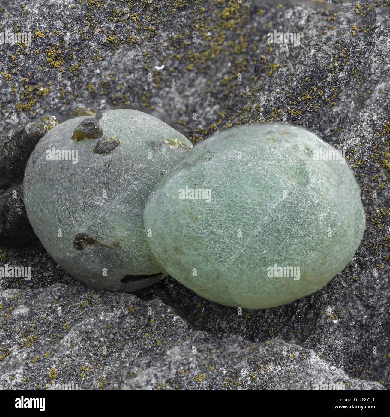 préhnite pierre d'échantillon minérale, géologie de roche, collection de minéraux Banque D'Images