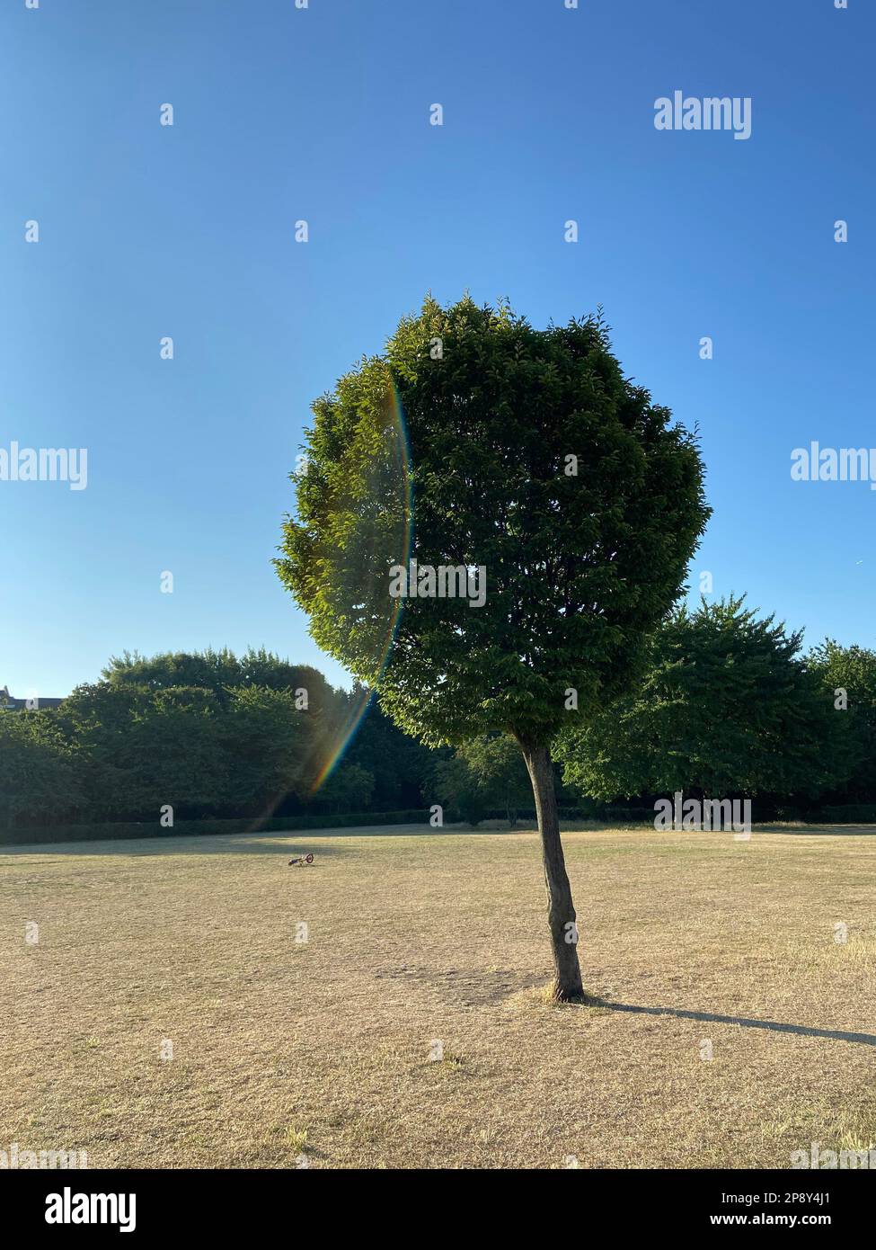 Un arbre dans l'herbe parchée à l'été de Londres sécheresse dans Weavers Fields, Bethnal Green, Tower Hamlets, Londres, Royaume-Uni 2022 Banque D'Images