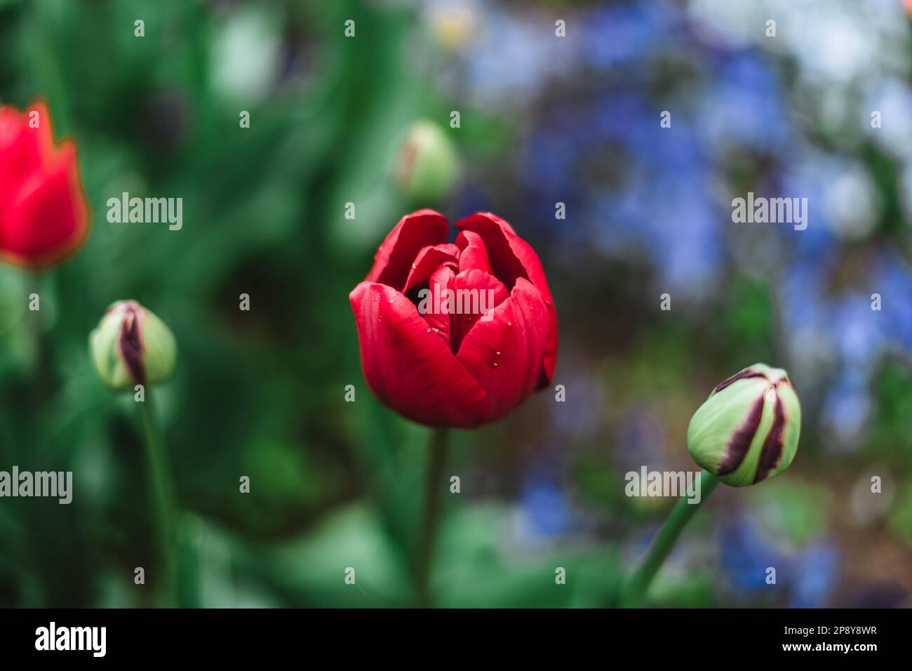 Tulipa gesneriana, la tulipe de Didier ou tulipe de jardin, est une espèce de plante de la famille des nénuphars Banque D'Images