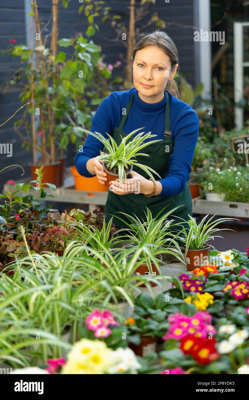 Femme vendeur tenant le chlorophytum a crevé dans la boutique de fleurs Banque D'Images