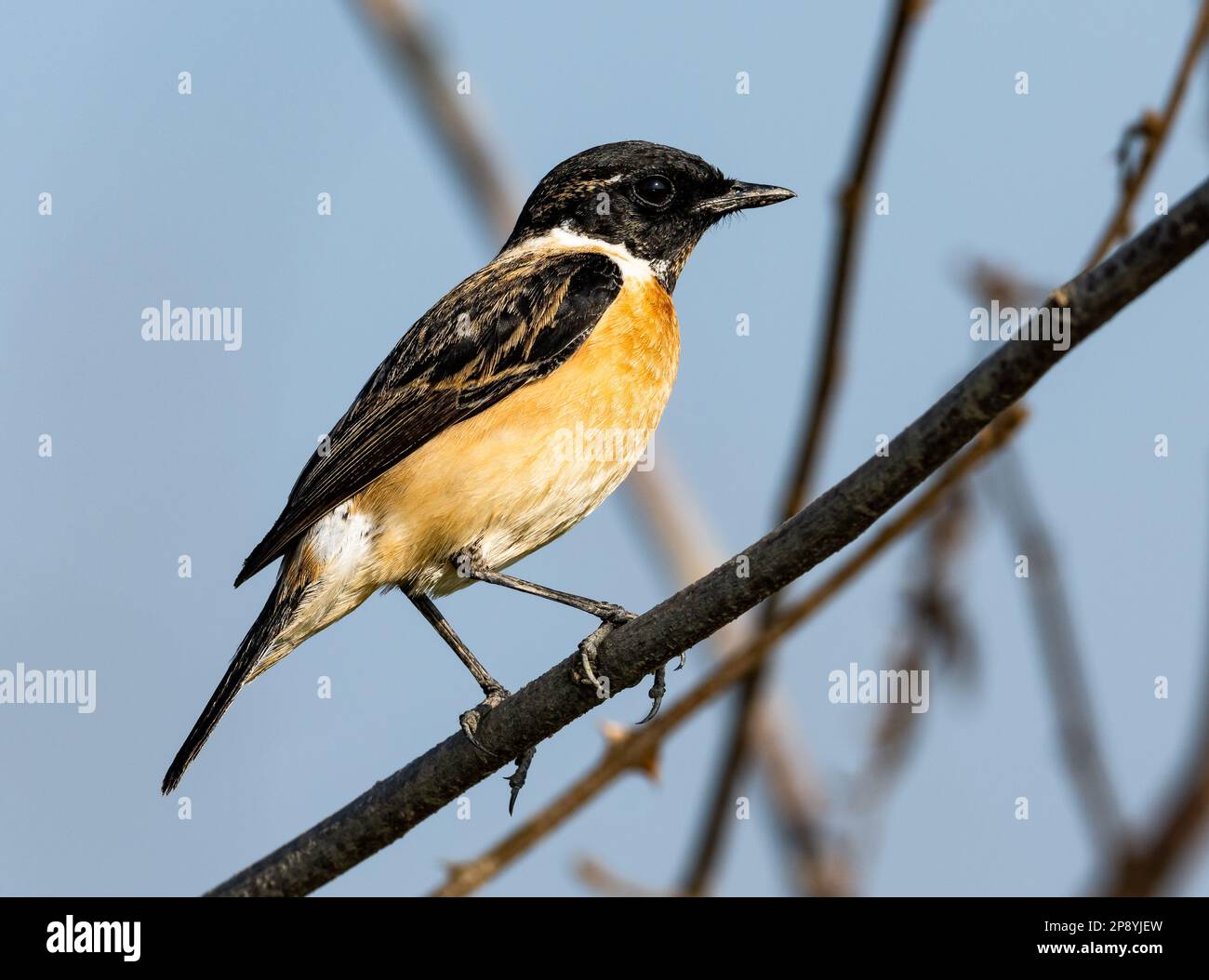 Un mâle Amur Stonechat (Saxicola stejnegeri) perché sur une branche. Thaïlande. Banque D'Images