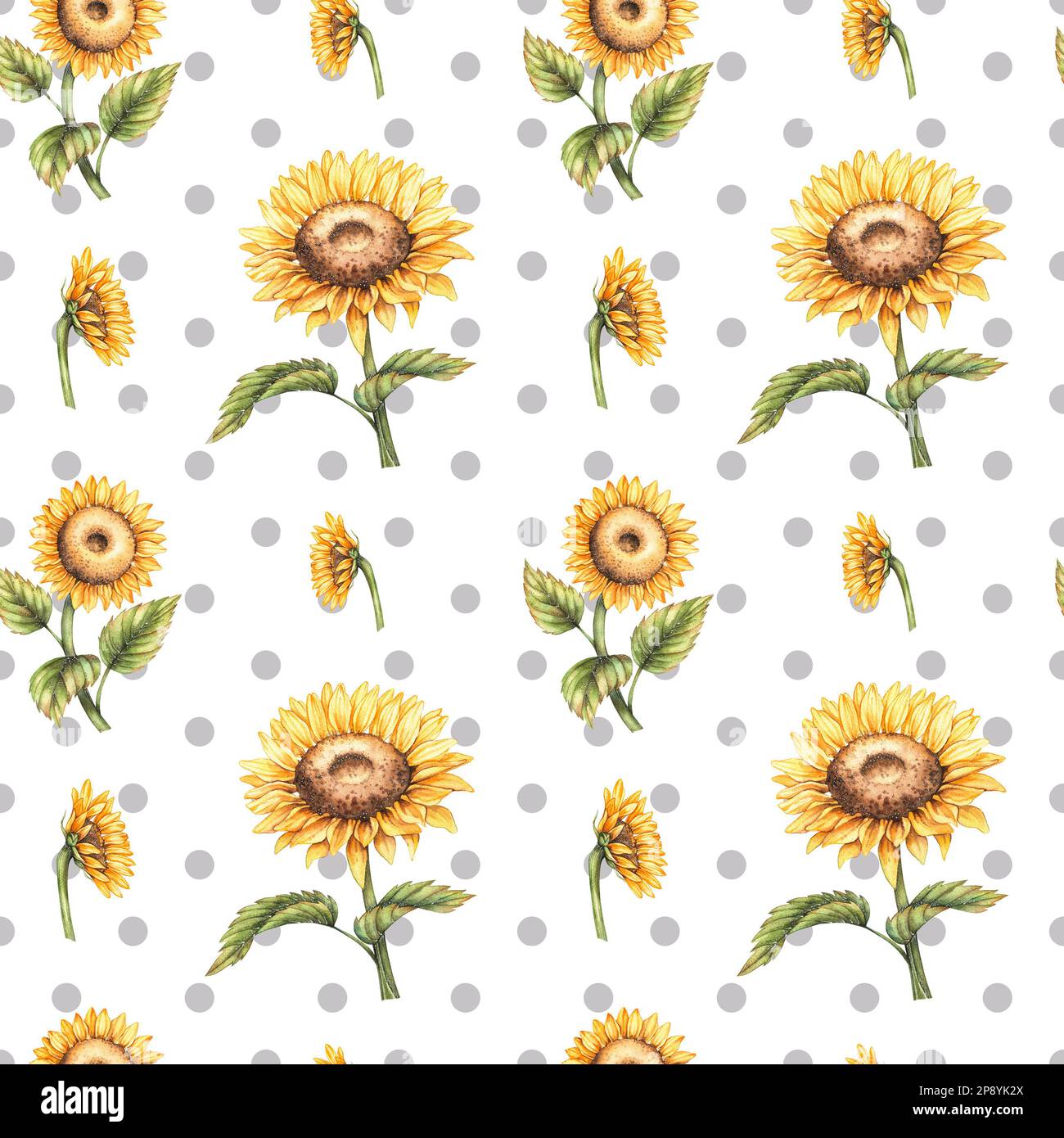 Motif aquarelle avec tournesols et cercles gris sur fond blanc. Motif avec tournesols pour l'emballage, tissus, papiers peints, textiles, postc Banque D'Images