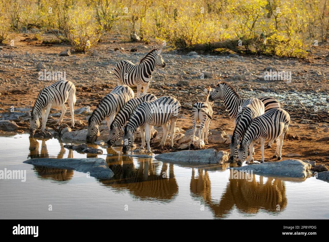 Les zèbres se rassemblent dans un trou d'eau en Afrique au coucher du soleil au parc national d'Etosha Banque D'Images