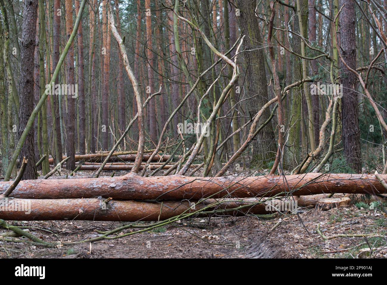 pins tombés dans la forêt sélective foyer Banque D'Images
