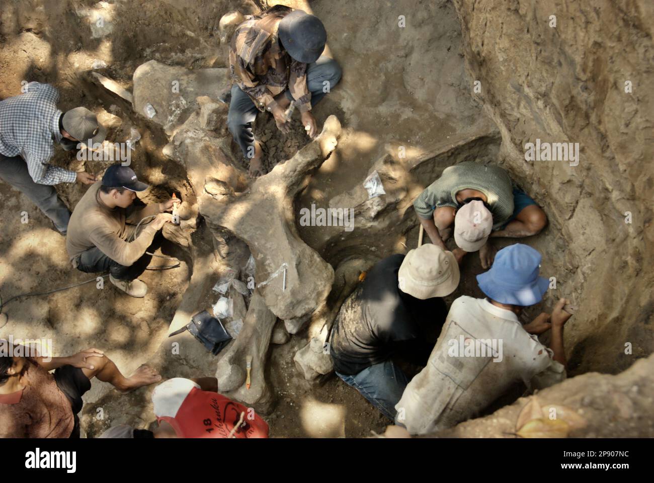 Paléontologues et villageois travaillent pendant l'excavation de fossiles d'une espèce d'éléphant éteinte scientifiquement identifiée comme Elephas hysudrindicatus, ou populairement appelé 'Blora Elephant', à Sunggun, Mendalem, Kradenan, Blora, Central Java, Indonésie. Au cours des fouilles, une équipe de scientifiques de la recherche sur les vertébrés (Agence géologique, Ministère indonésien de l'énergie et des ressources minérales), dirigée par des paléontologues Iwan Kurniawan et Fachroel Aziz, a découvert presque entièrement (environ 90 pour cent) les os de l'espèce qui leur permettraient plus tard de construire une reconstruction scientifique, ce qui est. Banque D'Images