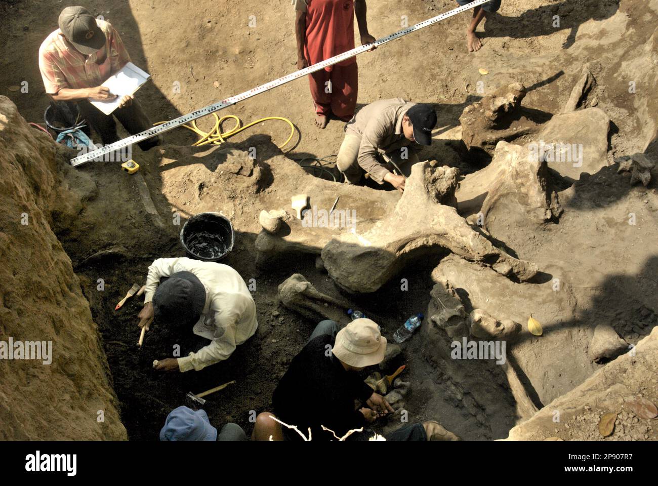 Paléontologues et villageois travaillent pendant l'excavation de fossiles d'une espèce d'éléphant éteinte scientifiquement identifiée comme Elephas hysudrindicatus, ou populairement appelé 'Blora Elephant', à Sunggun, Mendalem, Kradenan, Blora, Central Java, Indonésie. Au cours des fouilles, une équipe de scientifiques de la recherche sur les vertébrés (Agence géologique, Ministère indonésien de l'énergie et des ressources minérales), dirigée par des paléontologues Iwan Kurniawan et Fachroel Aziz, a découvert presque entièrement (environ 90 pour cent) les os de l'espèce qui leur permettraient plus tard de construire une reconstruction scientifique, ce qui est. Banque D'Images