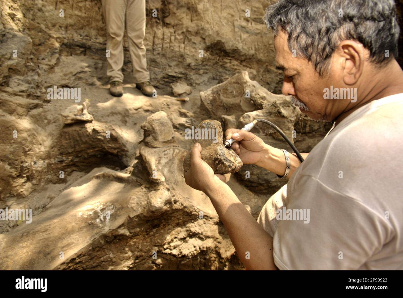 Fachroel Aziz, professeur de recherche en paléontologie des vertébrés, est photographié sur le site d'excavation d'Elephas hysudrindicatus, une espèce d'éléphant disparue qui vit durant l'époque du Pléistocène, plus tard connue sous le nom d'éléphant de Blora, à Sunggun, Mendalem, Kradenan, Blora, Central Java, Indonésie. Banque D'Images