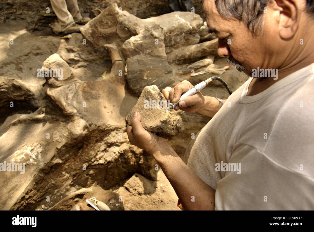 Fachroel Aziz, professeur de recherche en paléontologie des vertébrés, est photographié sur le site d'excavation d'Elephas hysudrindicatus, une espèce d'éléphant disparue qui vit durant l'époque du Pléistocène, plus tard connue sous le nom d'éléphant de Blora, à Sunggun, Mendalem, Kradenan, Blora, Central Java, Indonésie. Banque D'Images