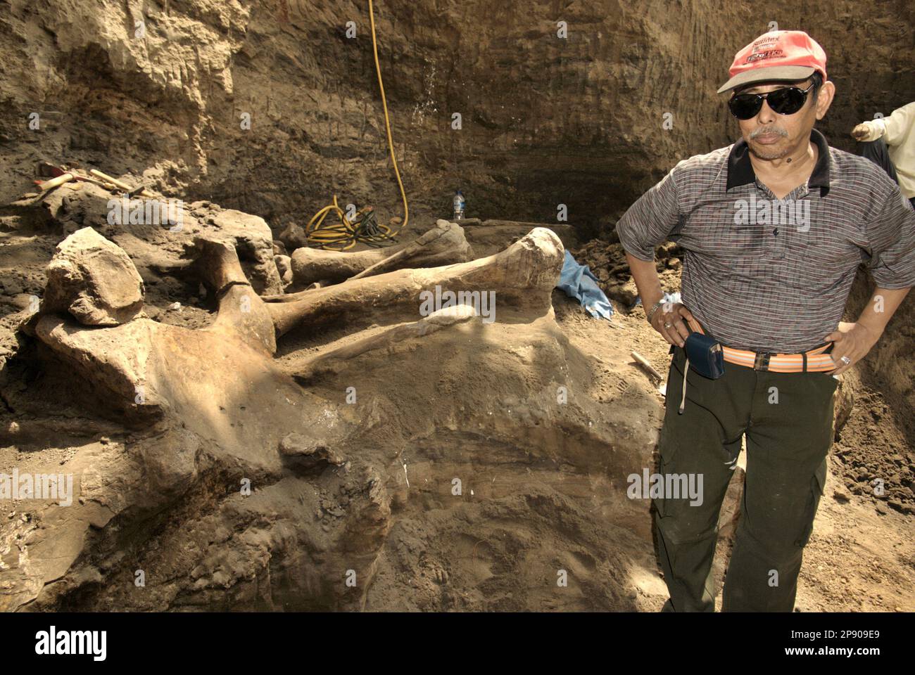 Fachroel Aziz, professeur de recherche en paléontologie des vertébrés, est photographié sur le site d'excavation d'Elephas hysudrindicatus, une espèce d'éléphant disparue qui vit durant l'époque du Pléistocène, plus tard connue sous le nom d'éléphant de Blora, à Sunggun, Mendalem, Kradenan, Blora, Central Java, Indonésie. Au cours des fouilles, une équipe de scientifiques de la recherche sur les vertébrés (Agence géologique, Ministère indonésien de l'énergie et des ressources minérales), dirigée par les paléontologues Iwan Kurniawan et Fachroel Aziz, a découvert les os de l'espèce presque entièrement (environ 90 pour cent) qui leur permettraient plus tard de construire. Banque D'Images