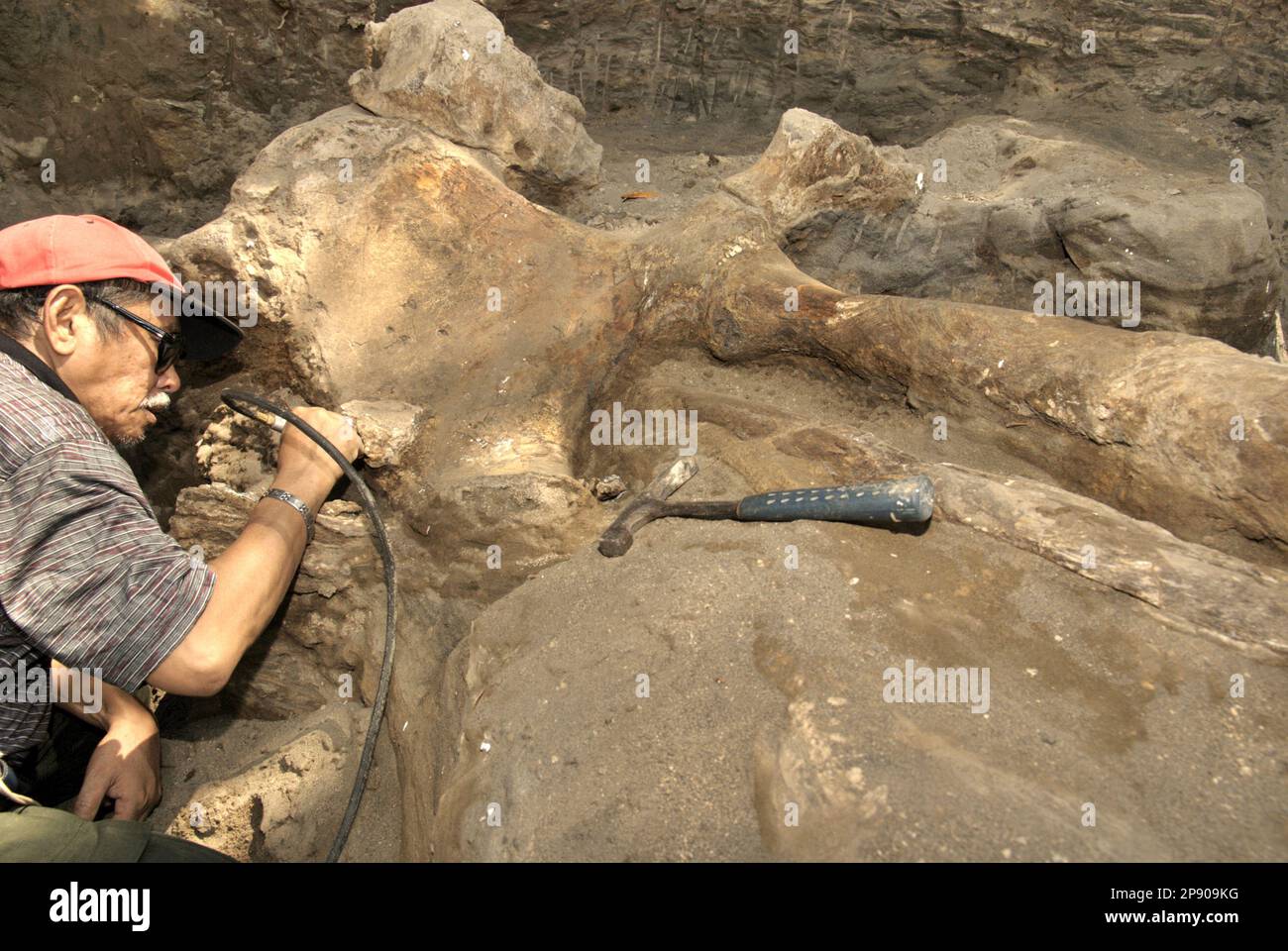 Fachroel Aziz, professeur de recherche en paléontologie des vertébrés, est photographié alors qu'il travaille sur le site d'excavation d'Elephas hysudrindicatus, une espèce d'éléphant disparue vécue pendant l'époque du Pléistocène, plus tard connue sous le nom de 'éléphant de Blora'—à Sunggun, Mendalem, Kradenan, Blora, Central Java, Indonésie. Au cours des fouilles, une équipe de scientifiques de la recherche sur les vertébrés (Agence géologique, Ministère indonésien de l'énergie et des ressources minérales), dirigée par les paléontologues Iwan Kurniawan et Fachroel Aziz, a découvert les os de l'espèce presque entièrement (environ 90 pour cent) qui plus tard... Banque D'Images
