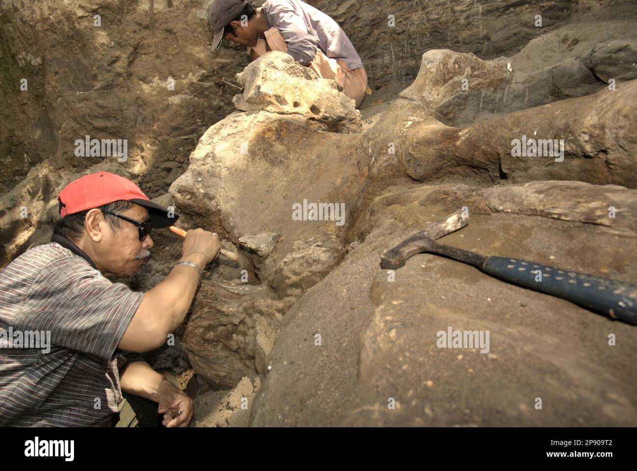 Fachroel Aziz, professeur de recherche en paléontologie des vertébrés (port d'une casquette de baseball rouge), travaille avec un villageois lors de l'excavation d'os fossilisés d'Elephas hysudrindicus, une espèce éteinte vécue pendant l'époque du Pléistocène, plus tard connue sous le nom d'éléphant de Blora, à Sunggun, Mendalem, Klenora, Central Elephant, Blenora, Java, Blenora, Blenora, Blenora Indonésie. L'équipe de scientifiques de la recherche sur les vertébrés (Agence géologique, Ministère indonésien de l'énergie et des ressources minérales) dirigée par les paléontologues Iwan Kurniawan et Aziz lui-même ont découvert presque entièrement les os de l'espèce (environ 90 pour cent... Banque D'Images