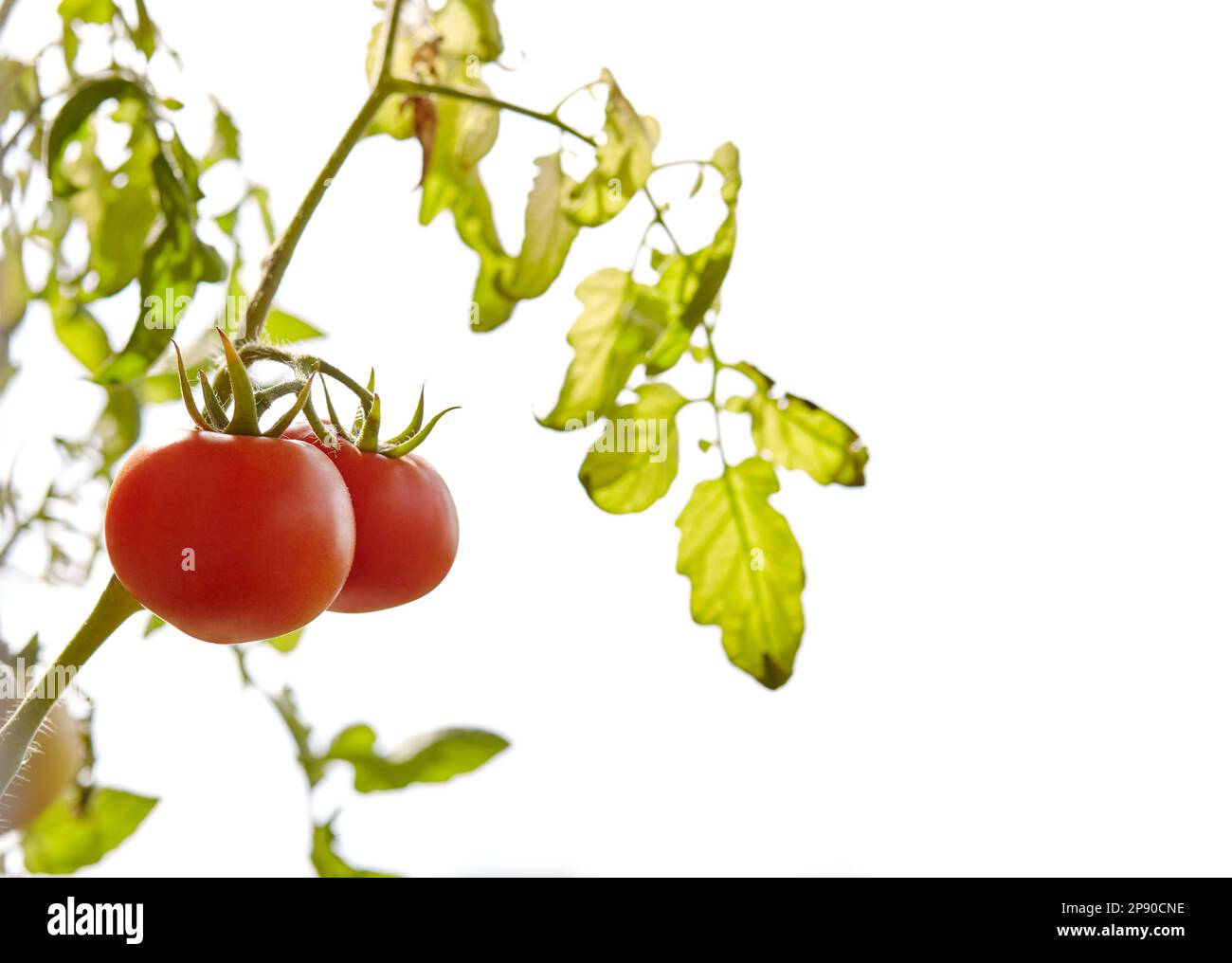 La tomate pousse dans une serre. Culture de légumes frais en serre Banque D'Images