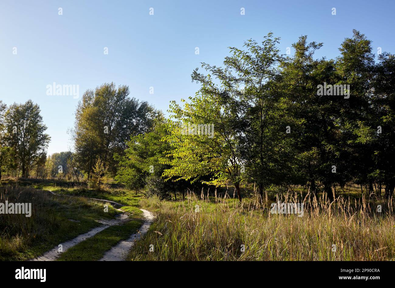 Route en forêt contre le ciel et les prairies. Magnifique paysage d'arbres et fond bleu ciel Banque D'Images