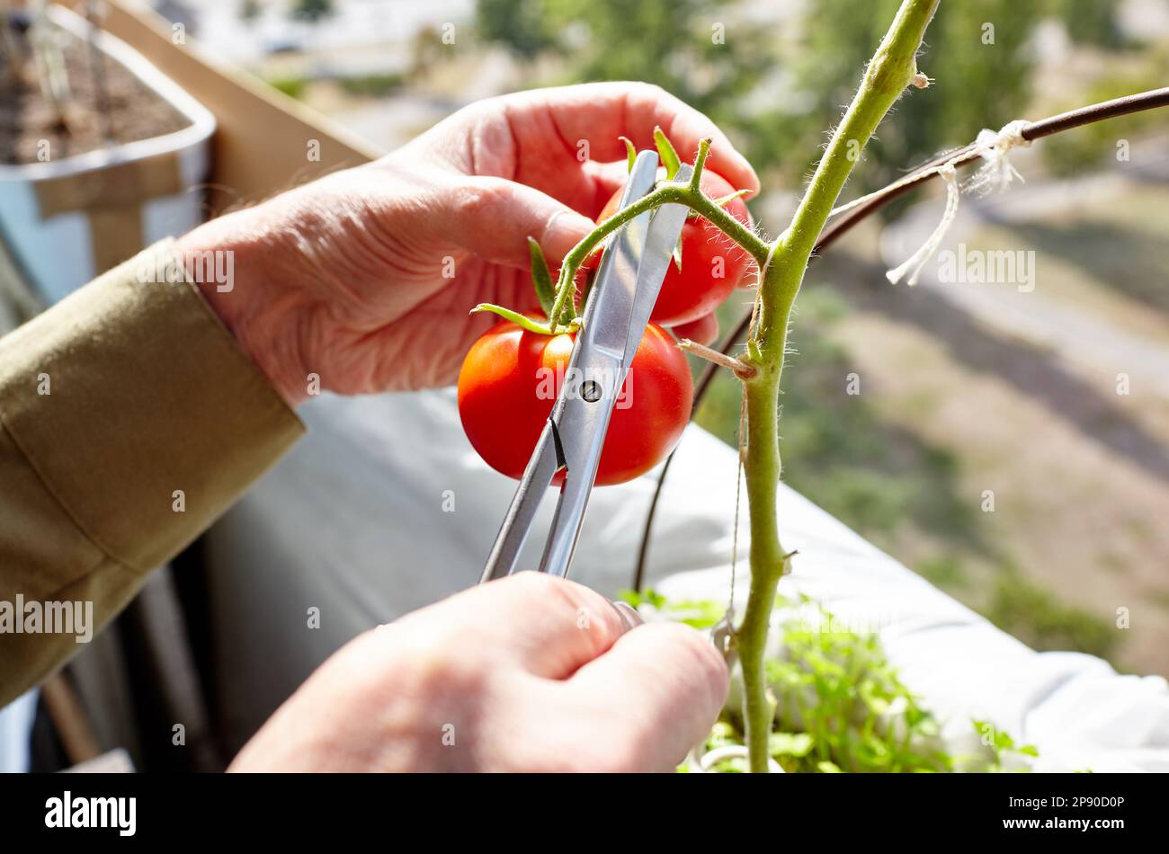 Les récoltes des mains des hommes coupent la plante de tomate avec des ciseaux. Agriculteur homme jardinage dans la serre à la maison Banque D'Images