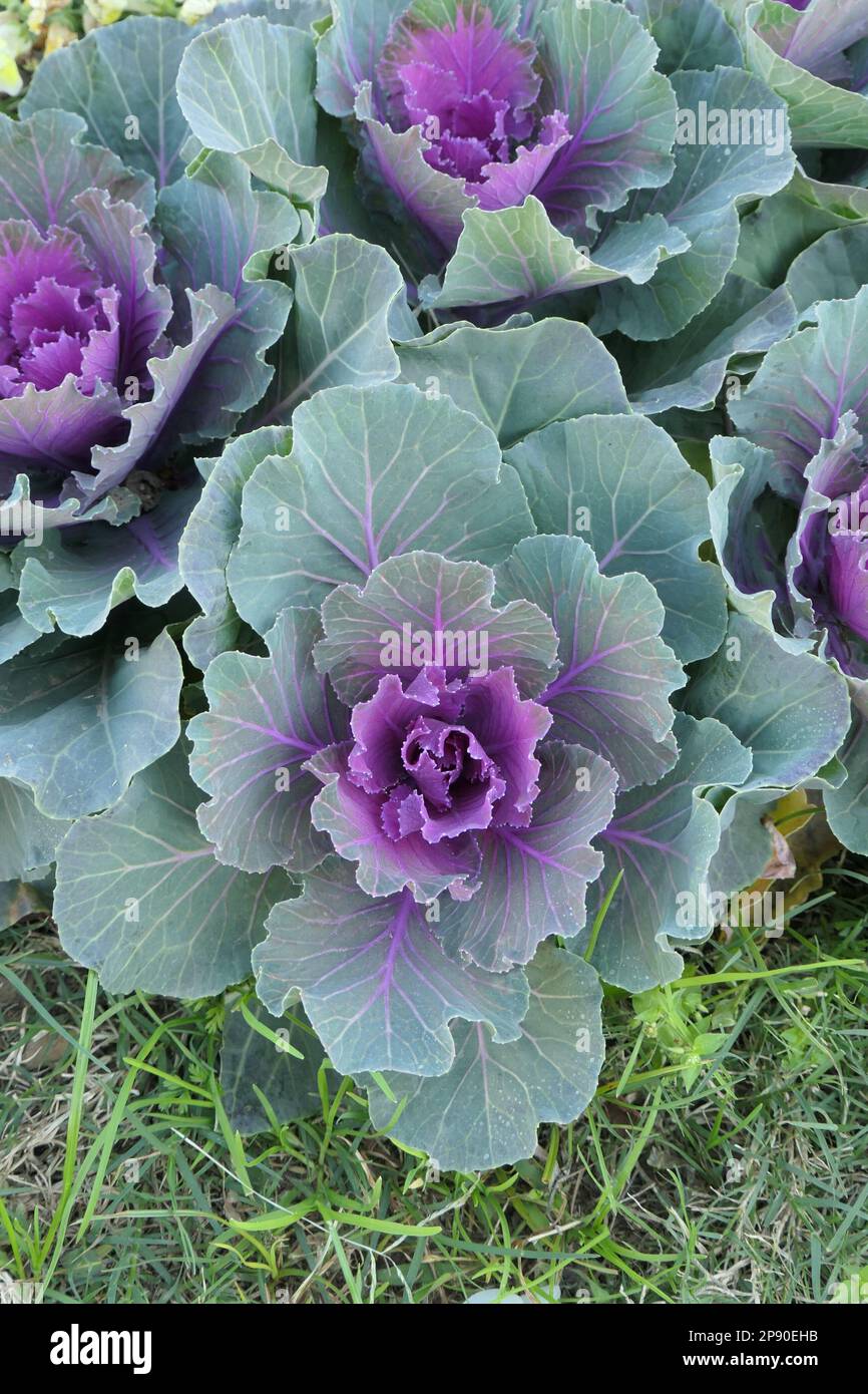 Chou ornemental en pleine croissance dans le jardin Banque D'Images