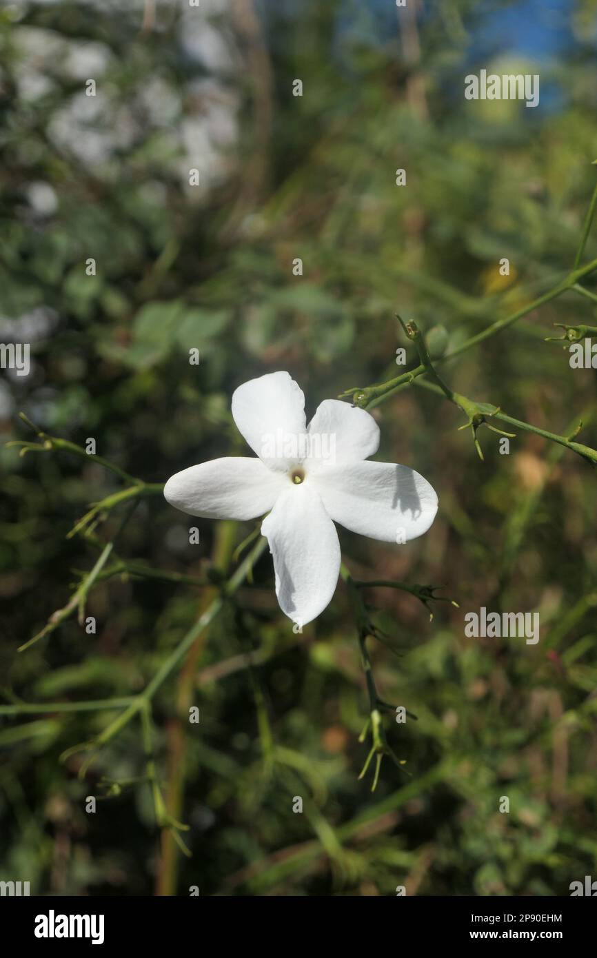 Fleur blanche de jasmin dans le jardin Banque D'Images