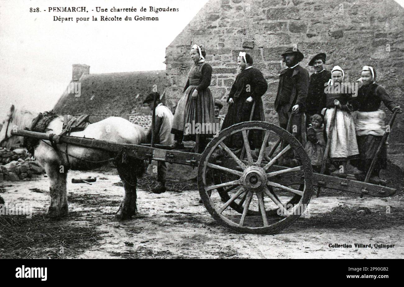 Claude Lacourarie - photographe breton - vie rurale de Bretagne vers 1900 - récolte de l'algue à Penmarch dans le pays Bigouden. Banque D'Images