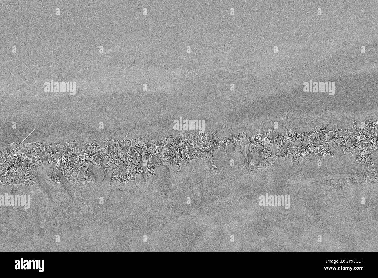 Crocus de safran fleurs sauvages gravure prairie dessin main. Mise en plan greneuse monochrome paysage au réalisme photographique. Paysage nature de haute qualité penc Banque D'Images