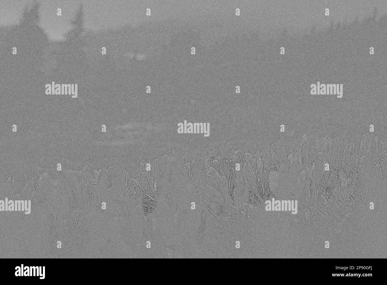 Colline sombre de brouillard avec crocuses violet foncé gravure esquisse dessinée à la main. Mise en plan greneuse monochrome paysage au réalisme photographique. Scène nature de haute qualité Banque D'Images