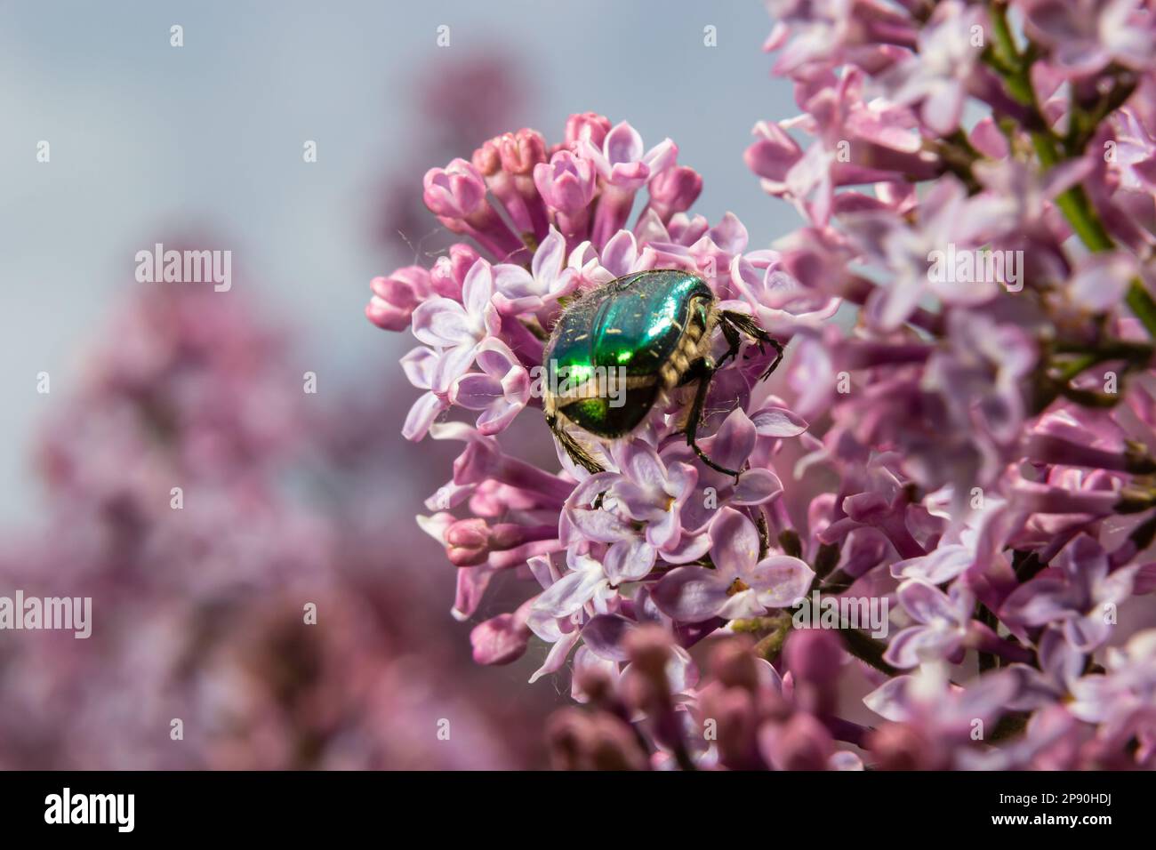 Le bronze doré, Cetonia aurata, est une espèce de bronze ailé de la sous-famille des bronzes, Cetoniinae. Le scarabée de bronze recueille le nectar et le pollen de la flo Banque D'Images