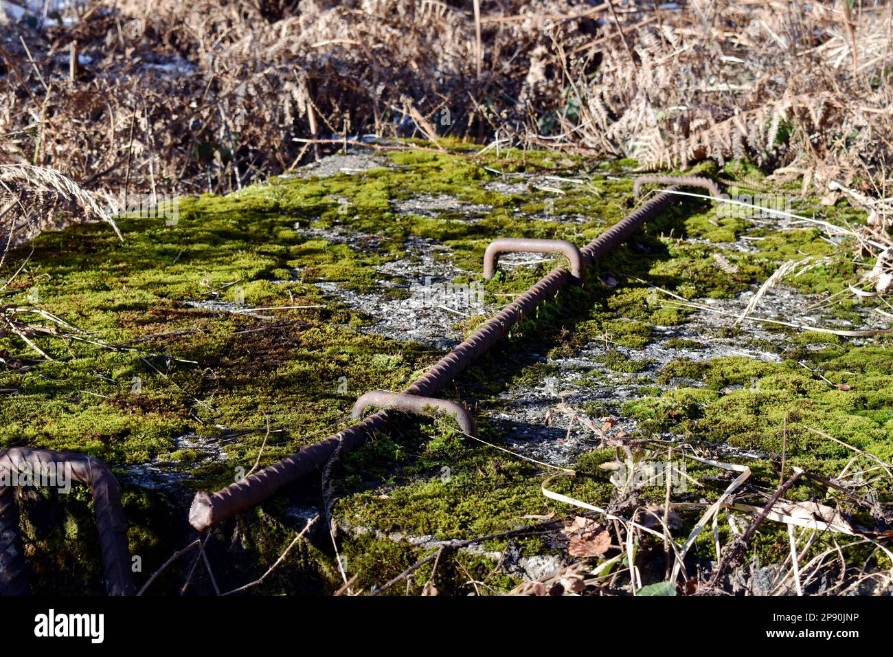 Des témoins oculaires ont détruit le bunker Wehrmacht ruines d'une ancienne position dans la forêt Banque D'Images