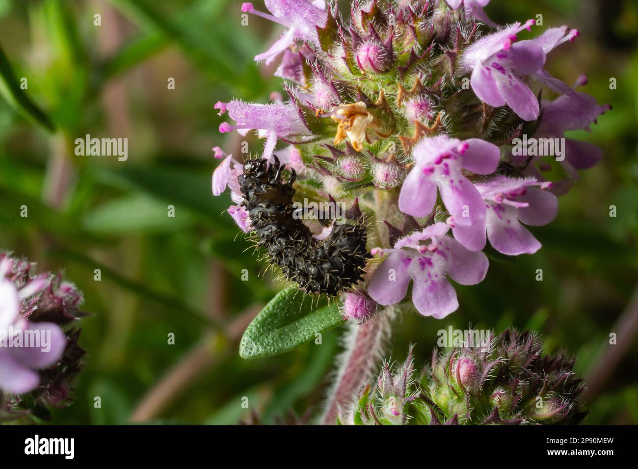 Vanessa Atalanta caterpillar sur une fleur de thym, dans l'environnement naturel. Banque D'Images