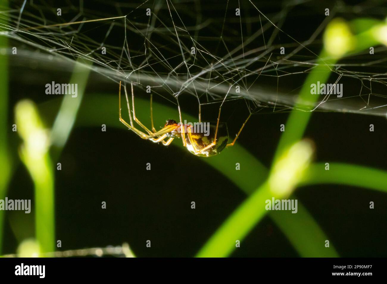 Gros plan de l'araignée Enoplognatha ovata ou du genre Enoplognatha latimana, famille des Theridiidae. Sur le dessous d'une feuille de ragwort commun Jacoba Banque D'Images