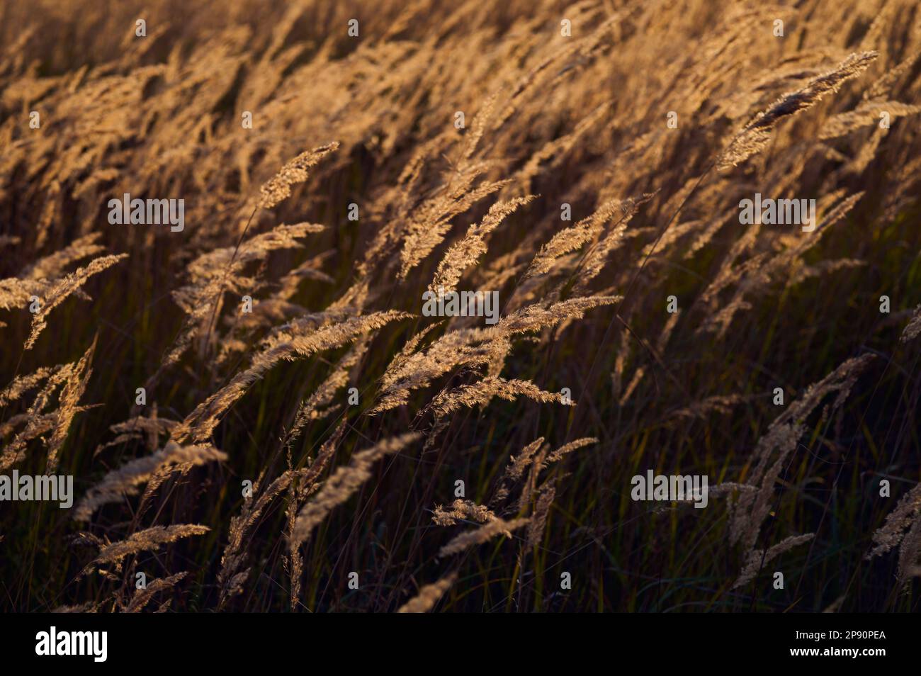 Paysage d'automne d'un pré surcultivé avec de l'herbe sèche sur le fond des birches jaunes. Banque D'Images